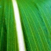Leafy Green by ajisaac