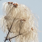 15th Sep 2021 - Clematis seeds