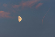 15th Sep 2021 - Moon in the pink