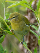 15th Sep 2021 - Tennessee Warbler