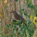 Non-breeding Palm Warbler by rminer
