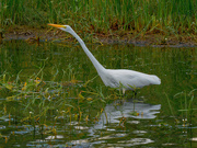 15th Sep 2021 - great egret 