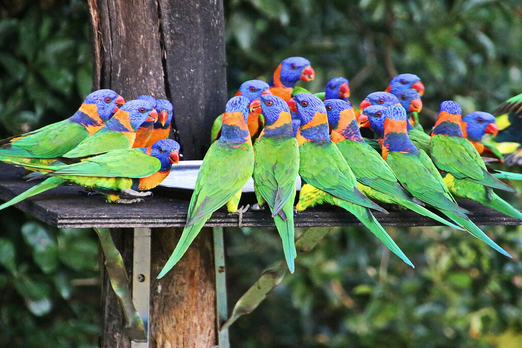 Red Collared Lorikeets by terryliv