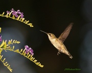 15th Sep 2021 - LHG-6989-hummingbird