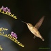 LHG-6989-hummingbird by rontu