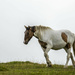 Wild Pony by shepherdmanswife