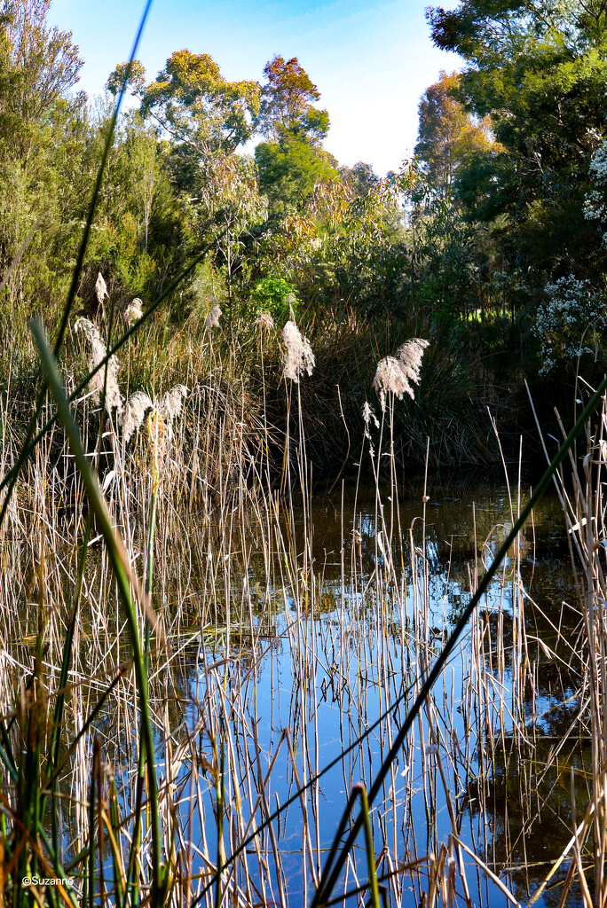 Glen Iris wetlands by ankers70