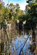 16th Sep 2021 - Glen Iris wetlands