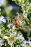 14th Sep 2021 - Western honey bee