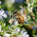 Western honey bee by acolyte