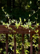 16th Sep 2021 - Carolina wild jasmine vines...
