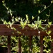 Carolina wild jasmine vines... by marlboromaam