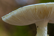15th Sep 2021 - Close up with fungi...