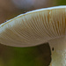 Close up with fungi... by thewatersphotos