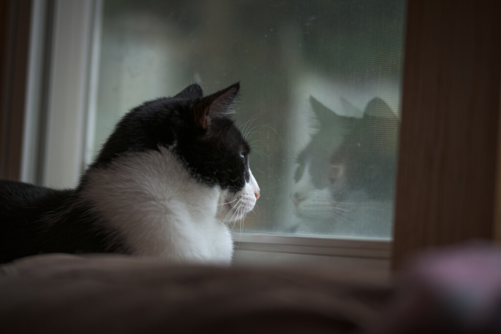 Reflections of a Cat's Life by swchappell