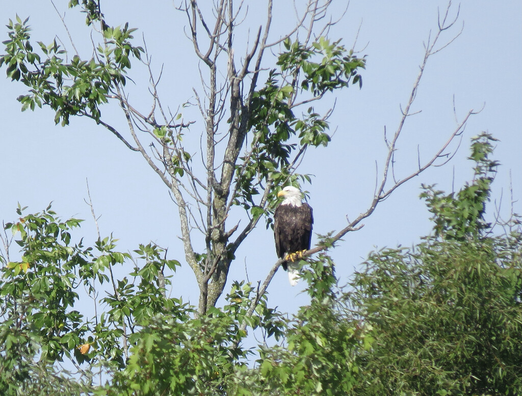 Bald eagle by momarge64