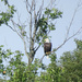 Bald eagle by momarge64