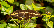 15th Sep 2021 - One More Giant Swallowtail Butterfly!