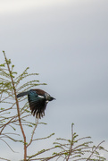 16th Sep 2021 - Tui in a hurry