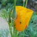 California Poppy  by onewing