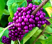 16th Sep 2021 - Beauty berries