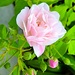 Delicate rose by congaree