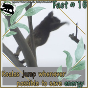 16th Sep 2021 - jumping koalas!