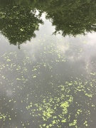 15th Sep 2021 - Reflections and weeds