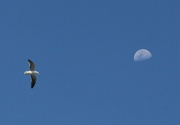 16th Sep 2021 - Fly me to the moon