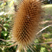 Autumn .. Teasles by 365projectorgjoworboys
