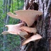 Tree fungi by bruni