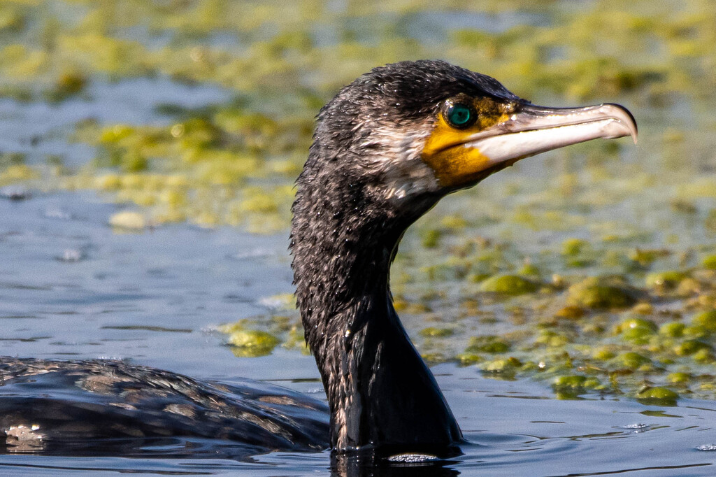 Up close with a Cormorant by stevejacob