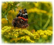 16th Sep 2021 - Red Admiral Butterfly And Golden Rod