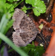 16th Sep 2021 - Old Lady Moth
