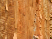 16th Sep 2021 - Cut Tree Closeup