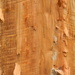 Cut Tree Closeup by sfeldphotos