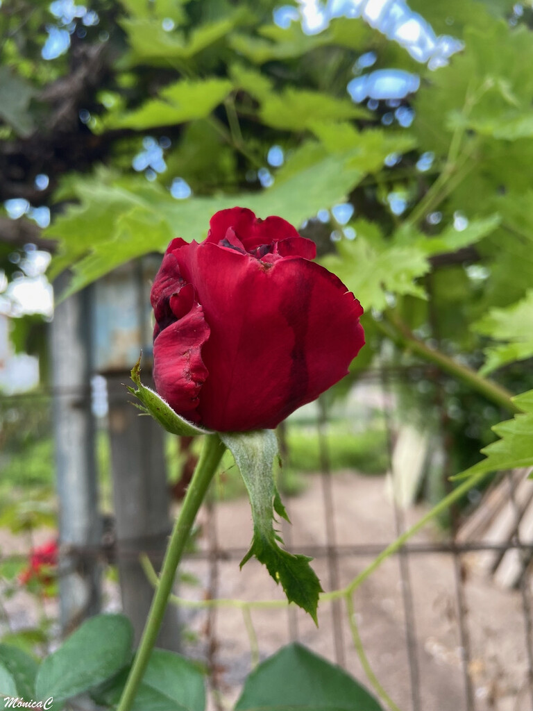 Rose bud by monicac