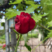 Rose bud by monicac