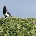 Magpies by bill_gk