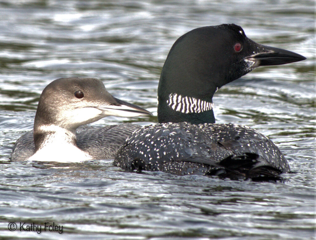 Juvenile and mother Loon by radiogirl