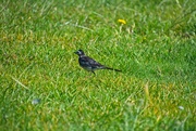 16th Sep 2021 - Pied Wagtail