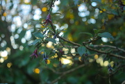 15th Sep 2021 - Kotukutuku - Fuchsia Excorticata