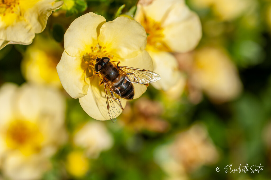 Wasp on yellow flower by elisasaeter