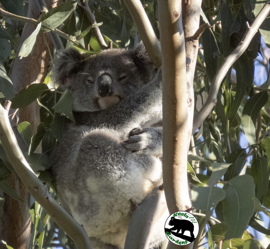 lovely Luna by koalagardens