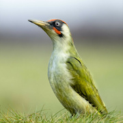 16th Sep 2021 - Green Woodpecker