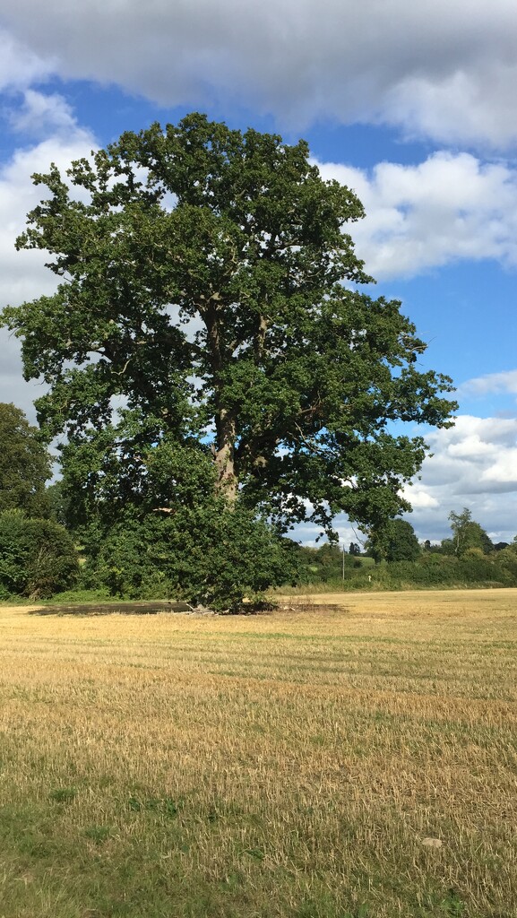 Oak - one of a line across this field where the hedge had been removed some years ago by snowy
