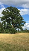 16th Sep 2021 - Oak - one of a line across this field where the hedge had been removed some years ago