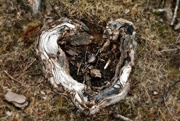 16th Sep 2021 - The heart of the roots. 