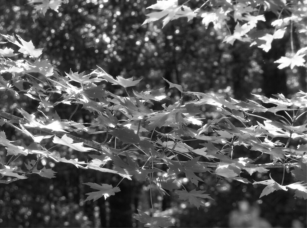 Leaves, light, trees and a breeze... by marlboromaam