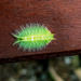 Slug Caterpillar Moth Larva by mzzhope